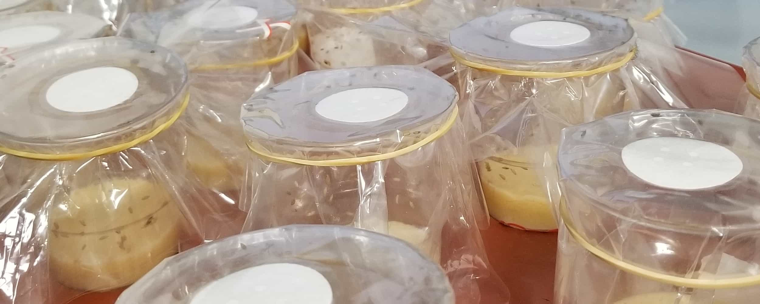 拼贴诗「白瘦幼」